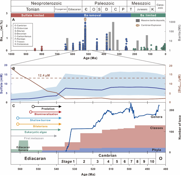 海洋钡离子的去除与寒武纪生命大爆发的作用关系示意图