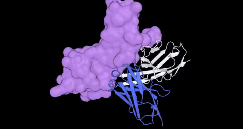 Chai Discovery Launches Chai-2 Model: Zero-shot Antibody Design Achieves 16-20% Hit Rate