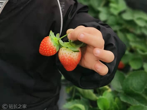 草莓